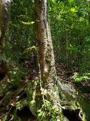 Sloanea amygdalina