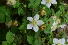 Rubus hirsutus