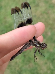 Libellula pulchella