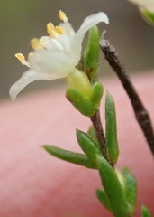 Lachnaea axillaris