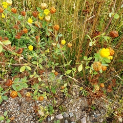 Trifolium aureum