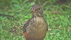 Turdus rufiventris