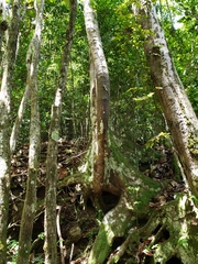 Sloanea amygdalina