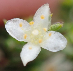 Lachnaea axillaris