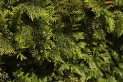Thuidium tamariscinum
