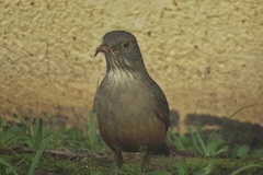 Turdus rufiventris