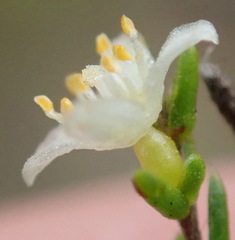 Lachnaea axillaris
