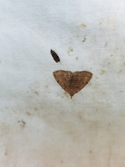 Zanclognatha dentata