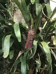 Aechmea gamosepala