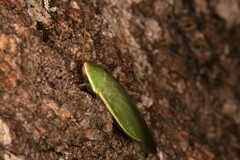 Panchlora nivea