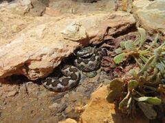 Vipera ammodytes