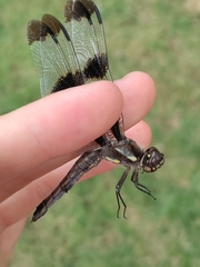 Libellula pulchella