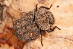 Bolitotherus cornutus