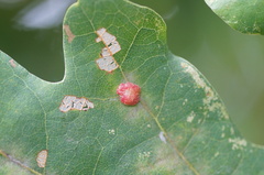 Neuroterus quercusbaccarum