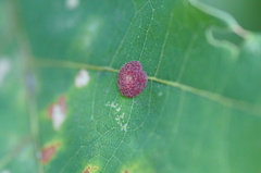 Neuroterus quercusbaccarum