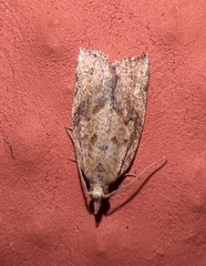 Argyrotaenia franciscana