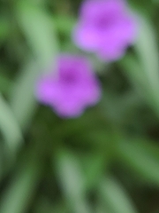 Ruellia simplex