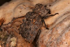 Bolitotherus cornutus