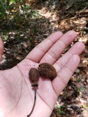 Sloanea amygdalina