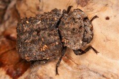 Bolitotherus cornutus
