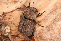 Bolitotherus cornutus
