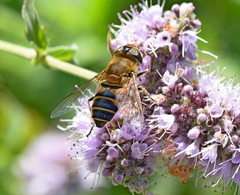 Eristalis similis
