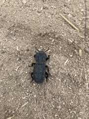 Phloeodes diabolicus