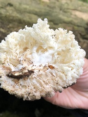 Hericium