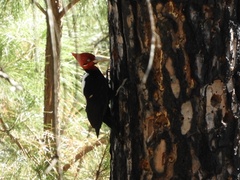 Campephilus leucopogon