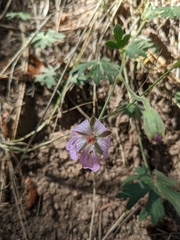 Geranium caespitosum