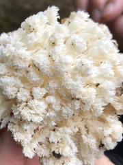 Hericium
