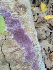 Phlebiopsis crassa