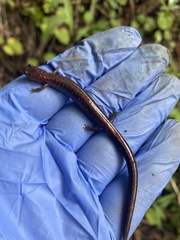 Plethodon cinereus image