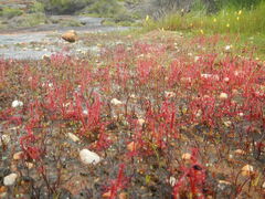 Drosera alba