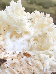 Hericium