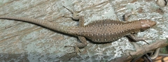 Lacertidae
