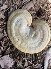Ganoderma curtisii
