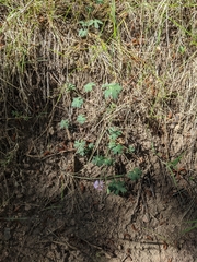 Geranium caespitosum