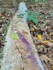 Phlebiopsis crassa