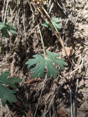 Geranium caespitosum