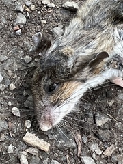 Peromyscus leucopus