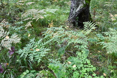 Pleurospermum uralense