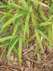 Arundinaria tecta