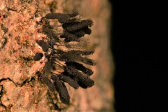 Stemonitis splendens