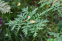 Pleurospermum uralense