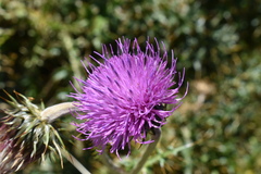 Carduus