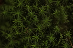 Polytrichum formosum