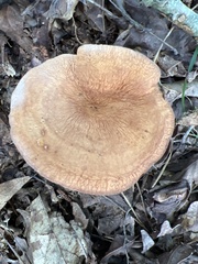 Lactifluus