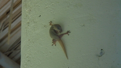 Hemidactylus frenatus