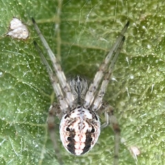 Neoscona arabesca